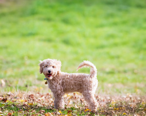 Portrait of poochon puppy standing with tail up on green grass in a park and looking into the camera