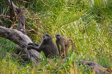 Małpy w afrykańskiej dżungli  - obrazy, fototapety, plakaty