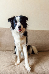 Funny portrait of cute smilling puppy dog border collie on couch. New lovely member of family little dog at home gazing and waiting for reward. Pet care and animals concept.