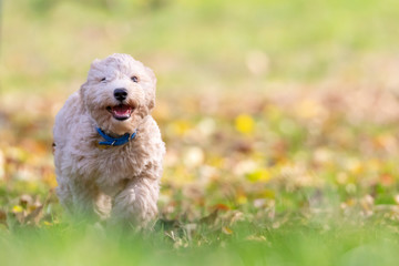 Portrait of poochon puppy running with his mouth open on green grass in a park and looking into the camera