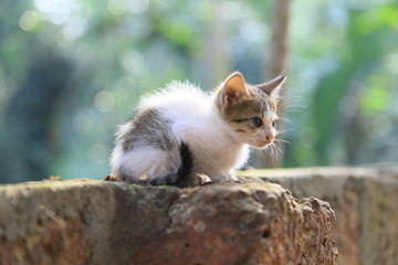 Obraz premium cat on a tree