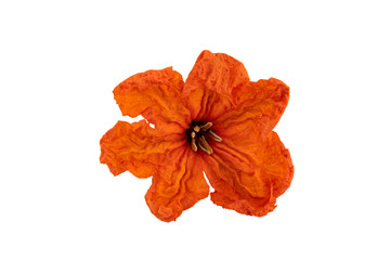 Close up of claudia flower isolated on white background with clipping path