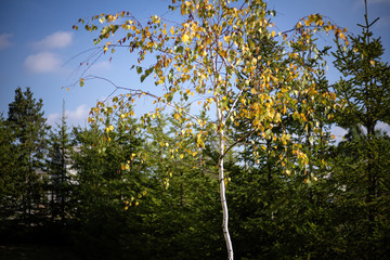 close up of a tree in autumn