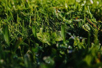 drops of dew on a green grass. mowed lawn