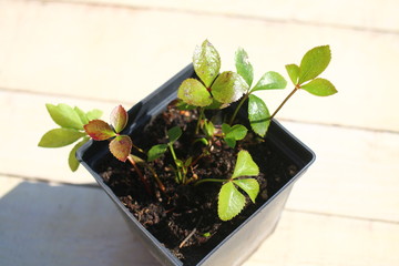 ciemiernik wschodni Helleborus orientalis