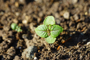 Micro-green shoots of the green shiso perilla herb