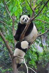 Mother giant panda bear and cub climbing tree