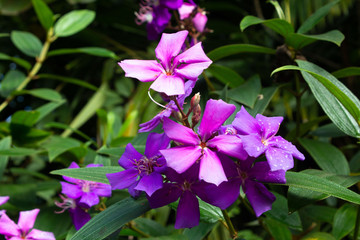 Tibouchina semidecandra purple flowers, bloom in the yard