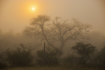 Wschód Słońca - mglisty poranek w afrykańskim buszu - obrazy, fototapety, plakaty