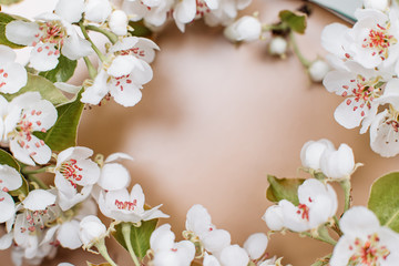 Spring background White flowers on a bright background