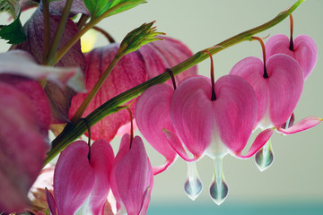 Heart-shaped pink and white flowers of dicentra spectabilis bleeding heart
