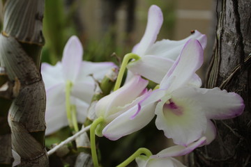 Fototapeta premium orchides
