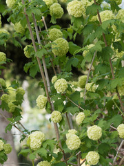 Tiges dressées garnies de grosses ombelles de fleurs sphérique vert-anis du viorne obier 'Boule...
