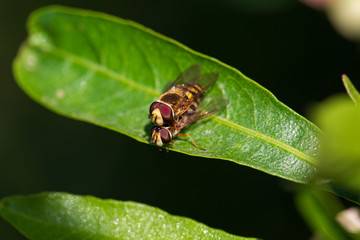 Mating bluebottle flies, macro photo. macro shot of two mating flies on the leaves. Shallow depth of field.