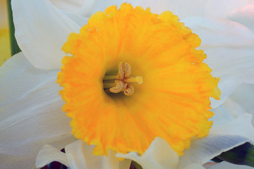 Close-up of the corolla of a yellow daffodil flower