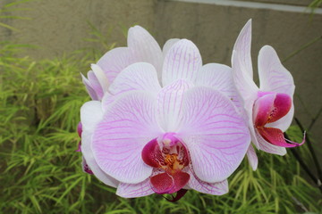 orchides