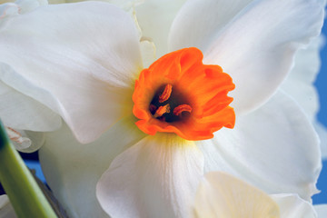 Close-up of the corolla of a yellow daffodil flower