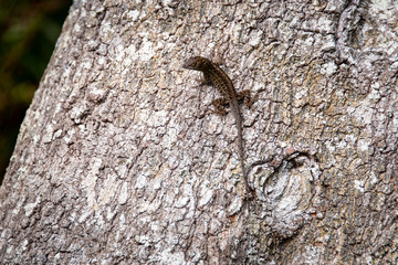 Brown Anole Lizard on tree at park in Bradenton Florida.