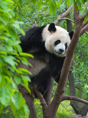 Fototapeta premium Giant panda bear climbing in tree