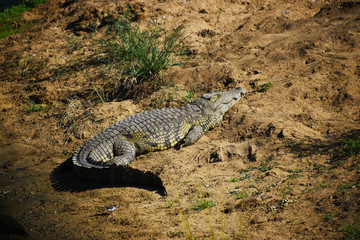 Wielki krokodyl wylegujący się na brzegu rzeki w Południowej Afryce - obrazy, fototapety, plakaty