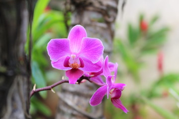 Obraz premium orchides