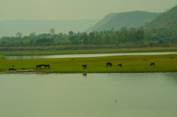 Fototapeta na wymiar Asia buffaloes in green field in the lake