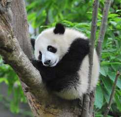 Cute young giant panda bear in tree