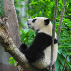 Young panda bear in tree