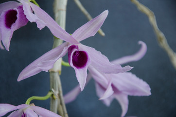 Fototapeta na wymiar Beautiful violet flowers of anosmum orchid