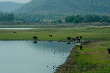 Green grass field with buffaloes near the mountain