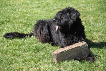 Black sheepdog playing with wood 