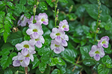 Sweet flowers of ganges primrose with small dew drops