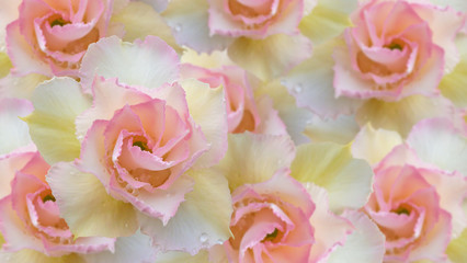 Sweet flowers of rose desert tree on white background