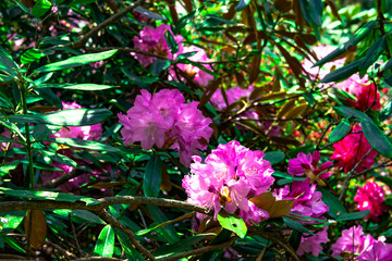 屋山のシャクナゲ