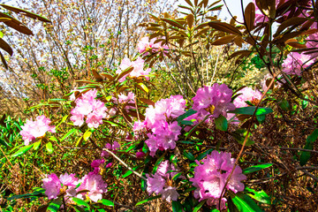 屋山のシャクナゲ