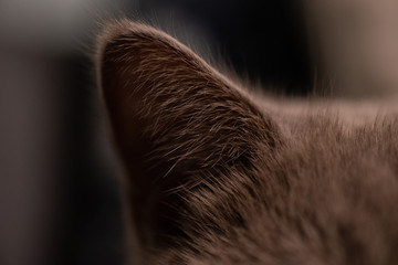 Cat Ear Closeup, Cute