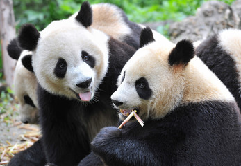 Obraz na płótnie Canvas Cute giant panda bears eating bamboo