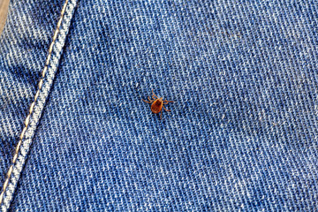 A dangerous parasite and infection carrier mite