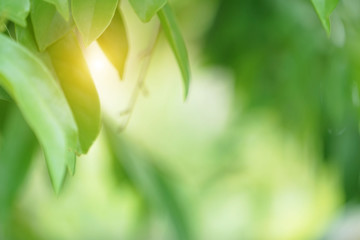 Closeup nature view of green leaf on blurred greenery background