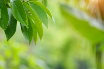 Fototapeta na wymiar Closeup nature view of green leaf on blurred greenery background