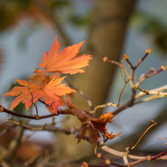 Autumn maple