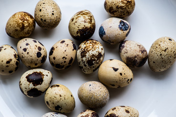 Obraz premium Quail Eggs