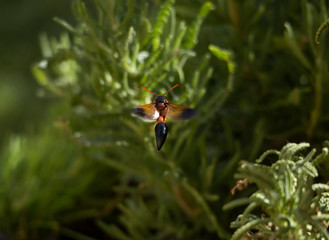 potter wasp flying in lavender plants