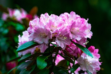 屋山のシャクナゲ