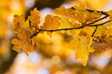 Autumn yellow