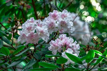 屋山のシャクナゲ