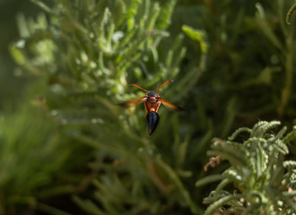 wasp flying backwards