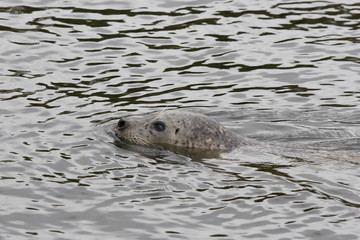 Naklejka premium a seal swimming with water with its head out