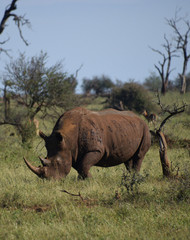 Afryka dzika - Nosorożec w naturalnym środowisku