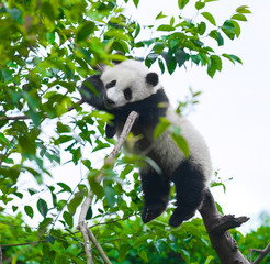 Cute giant panda bear sleeping in tree